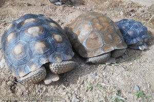 Left - Gopherus morafkai (Sonoran Desert Tortoise); Center - Gopherus agassizii (Mojave Desert Tortoise); Right - Gopherus berlandieri (Texas Tortoise)