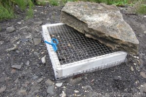 Predator-Proofed Nest Cage for Glyptemys insculpta (North American Wood Turtle) 