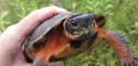 Adult female Glyptemys insculpta (North American Wood Turtle) after slug breakfast