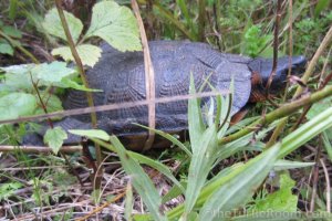 Adult Glyptemys insculpta (North American Wood Turtle)