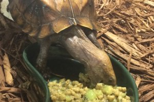 Adult Cuora mouhotii obsti (Southern Keeled Box Turtle)