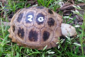 Hatchling Indotestudo elongata (Elongated Tortoise)