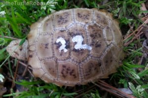 Hatchling Indotestudo elongata (Elongated Tortoise)