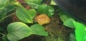 Juvenile Male Geoemyda spengleri (Vietnamese Black-Breasted Leaf Turtle) - Denver Zoo