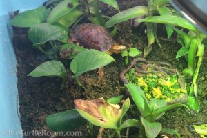 Juvenile Cuora flavomarginata (Yellow-Margined Box Turtle) - Denver Zoo