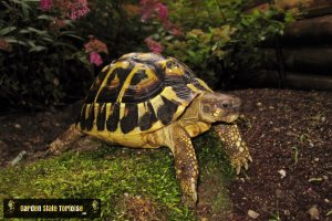 Adult Testudo hermanni hermanni (Western Hermann's Tortoise) - Chris Leone