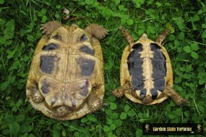 Plastron comparison: left - Testudo hermanni boettgeri, right - Testudo hermanni hermanni