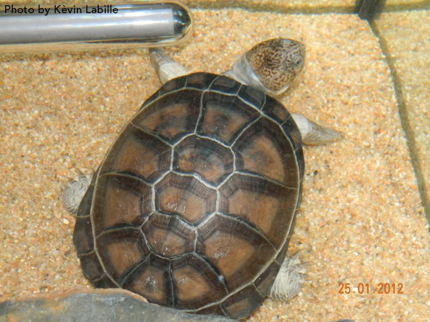 Adult Pelusios castaneus castaneus (West African Mud Turtle) - Photo by Kèvin Labille
