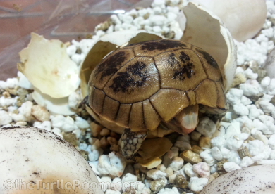 theTurtleRoom 2015 Turtle Calendar - Indotestudo elongata (Elongated Tortoise)