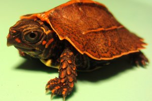 Hatchling Geoemyda spengleri (Vietnamese Black-Breasted Leaf Turtle)