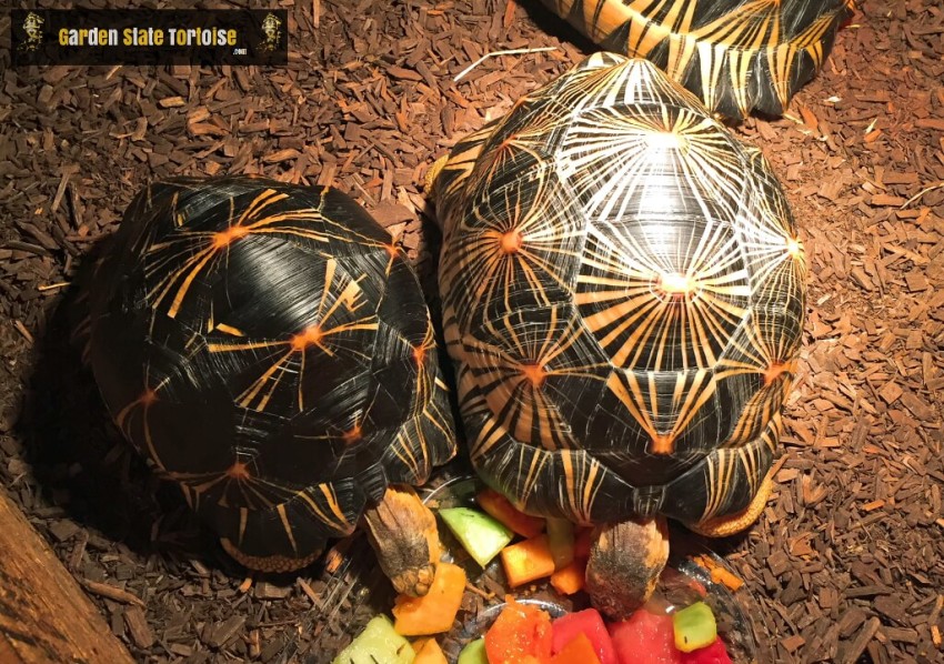 Adult Astrochelys radiata (Radiated Tortoise) - A. radiata vary in color from more typically marked specimens (left) and more vividly marked ones (right).