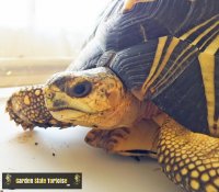 Astrochelys radiata - Natural History, Care, and Photo Gallery