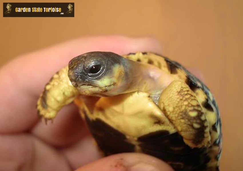 Hatchling Astrochelys radiata (Radiated Tortoise) - Even as babies, the face and head of A. radiata is unmistakable.