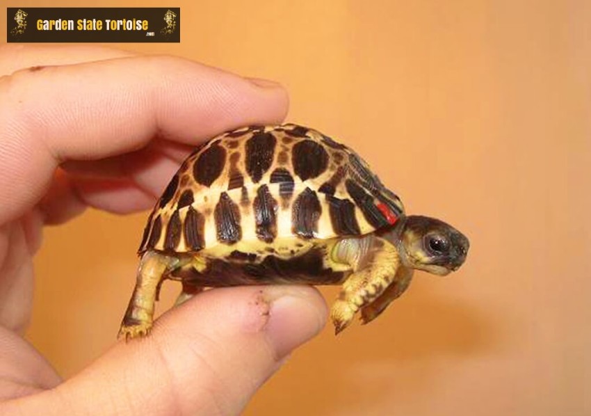Hatchling Astrochelys radiata (Radiated Tortoise) - Although just a few weeks old, this baby Radiated tortoise already features a highly arched carapace.