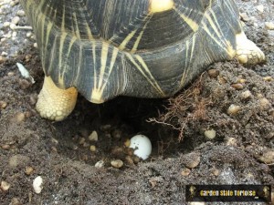 Adult Female Astrochelys radiata (Radiated Tortoise) - Female Radiated tortoises will usually deposit between 1 and 6 eggs in a single nest.