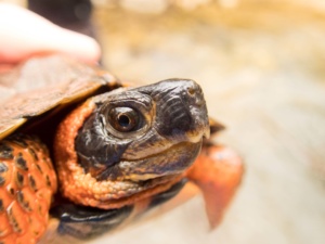 Sub-adult Glyptemys insculpta (Wood Turtle), Lebanon County, PA