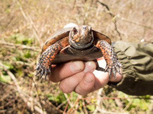 Adult Clemmys guttata (Spotted Turtle), Lancaster County, PA