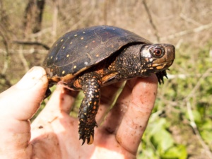 Adult Clemmys guttata (Spotted Turtle), Lancaster County, PA