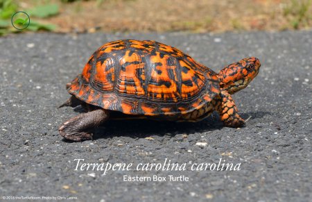 Terrapene carolina carolina (Eastern Box Turtle) Poster