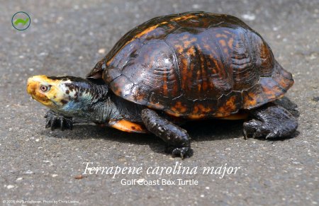 Terrapene carolina major (Gulf Coast Box Turtle) Poster