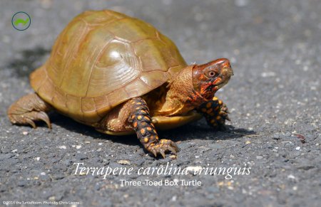Terrapene carolina triunguis (Three-Toed Box Turtle) Poster