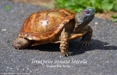 Terrapene ornata luteola (Desert Box Turtle) Poster
