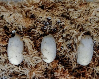 Four-Eyed Turtle eggs beginning to hatch