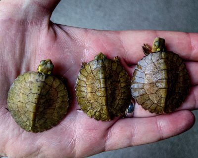 Hatchling Four-Eyed Turtles