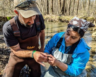 Chris Bortz and Viviana Ricardez gently holding a small wood turtle to take head measurements
