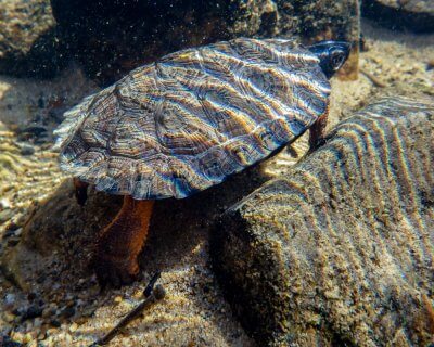 A juvenile wood turtle underwater